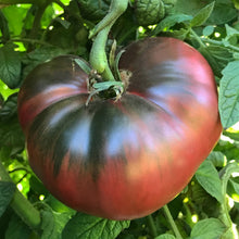 Load image into Gallery viewer, Tomato 'Cherokee Purple'
