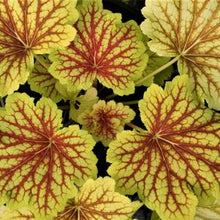 Load image into Gallery viewer, Heuchera 'Red Lightning'