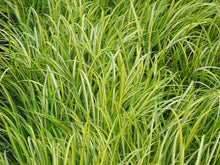 Load image into Gallery viewer, Acorus 'Ogon'