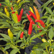 Load image into Gallery viewer, Pepper 'Tabasco'