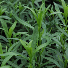 Load image into Gallery viewer, French Tarragon