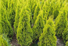 Load image into Gallery viewer, Thuja 'Polar Gold'
