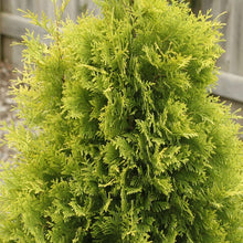 Load image into Gallery viewer, Thuja 'Polar Gold'