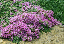 Load image into Gallery viewer, Thyme 'Wooly Mother'