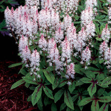 Load image into Gallery viewer, Tiarella 'Spring Symphony'