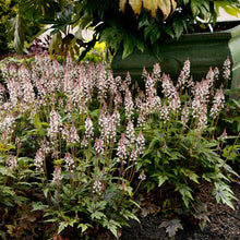 Load image into Gallery viewer, Tiarella 'Sugar & Spice'