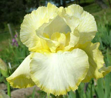 Load image into Gallery viewer, German Iris 'Total Recall'