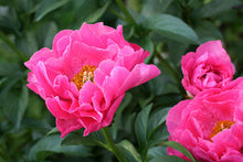 Load image into Gallery viewer, Peony 'Paula Fay'