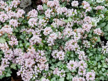 Load image into Gallery viewer, Lamium 'Pink Pewter'