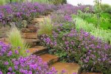 Load image into Gallery viewer, Verbena 'Homestead Purple'