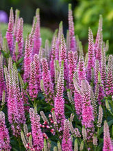 Load image into Gallery viewer, Veronica 'Pink Potion'