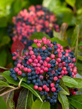 Load image into Gallery viewer, Viburnum Brandywine™