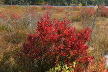 Load image into Gallery viewer, Highbush Blueberry