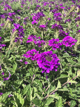 Load image into Gallery viewer, Verbena 'Homestead Purple'
