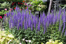 Load image into Gallery viewer, Veronica 'Royal Candles'