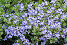 Load image into Gallery viewer, Veronica 'Waterperry Blue'