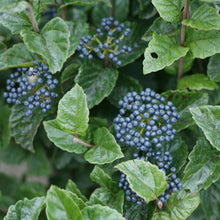 Load image into Gallery viewer, Viburnum dentatum (Arrowwood)