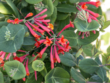 Load image into Gallery viewer, Lonicera 'Major Wheeler'