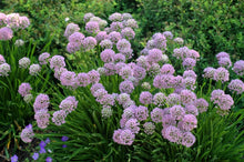 Load image into Gallery viewer, Allium 'Summer Beauty'
