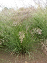 Load image into Gallery viewer, Sporobolus heterolepis - Prairie Drop Seed