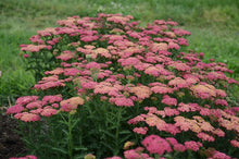 Load image into Gallery viewer, Achillea 'Sassy Summer Taffy'