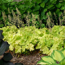 Load image into Gallery viewer, Heuchera 'Lime Ruffles'