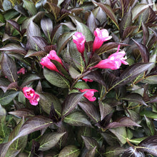 Load image into Gallery viewer, Weigela 'Wine & Roses'
