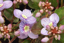 Load image into Gallery viewer, Veronica 'Waterperry Blue'