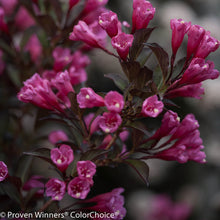 Load image into Gallery viewer, Weigela 'Wine & Roses'