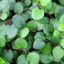 Load image into Gallery viewer, Muehlenbeckia 'Big Leaf Wire Vine'