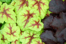 Load image into Gallery viewer, Heucherella 'Stoplight'