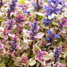Load image into Gallery viewer, Ajuga 'Princess Nadia'