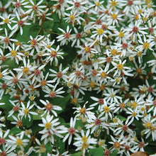 Load image into Gallery viewer, Aster 'Eastern Star'