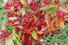 Load image into Gallery viewer, Red Chokeberry