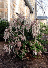 Load image into Gallery viewer, Pieris 'Dorothy Wyckoff'