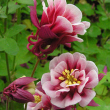 Load image into Gallery viewer, Aquilegia 'Winky Double Red-White'