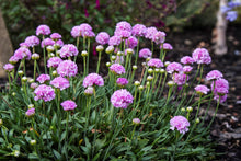 Load image into Gallery viewer, Armeria Dreameria® 'Sweet Dreams'