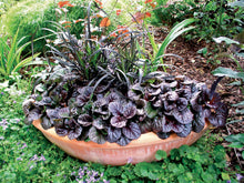 Load image into Gallery viewer, Ajuga 'Black Scallop'