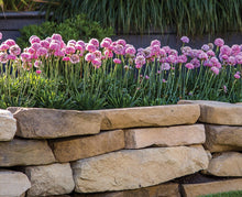 Load image into Gallery viewer, Armeria Dreameria® 'Sweet Dreams'