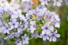 Load image into Gallery viewer, Phlox 'Chattahoochee'