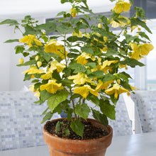 Load image into Gallery viewer, Abutilon 'Lucky Lantern'