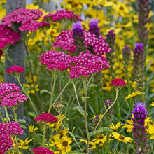 Load image into Gallery viewer, Achillea 'New Vintage Violet'