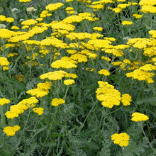 Load image into Gallery viewer, Achillea 'Moonshine'