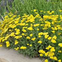 Load image into Gallery viewer, Achillea 'Little Moonshine'