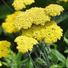 Load image into Gallery viewer, Achillea 'Moonshine'