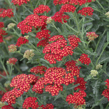 Load image into Gallery viewer, Achillea 'Sangria'