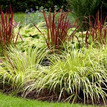 Load image into Gallery viewer, Acorus 'Ogon'