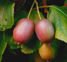 Load image into Gallery viewer, Hardy Kiwi (Set of Two)