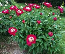 Load image into Gallery viewer, Peony 'Ada Niva'