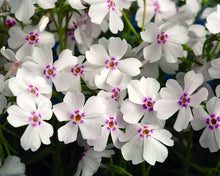 Load image into Gallery viewer, Phlox 'Amazing Grace'
